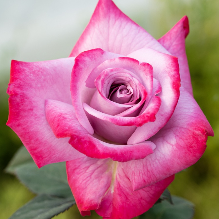 한 줄기 한 꽃으로 보이는 하이브리드 티 장미 사진