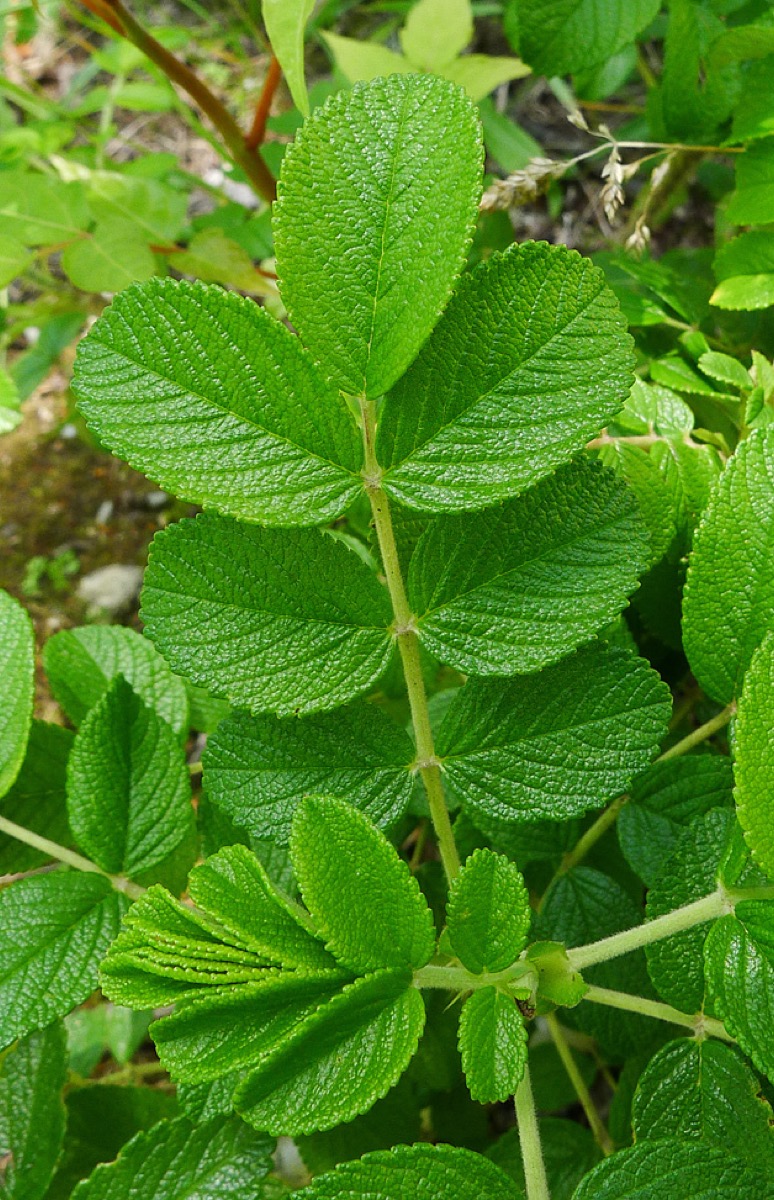잎맥 사이 표면이 깊게 울퉁불퉁한 루고사 장미 잎 사진