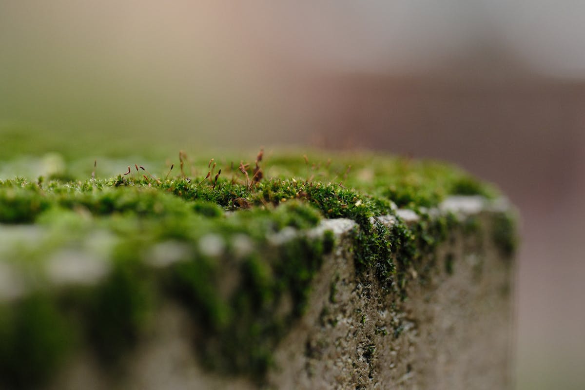 이끼의 세계 — 4억 5천만 년을 살아온 식물