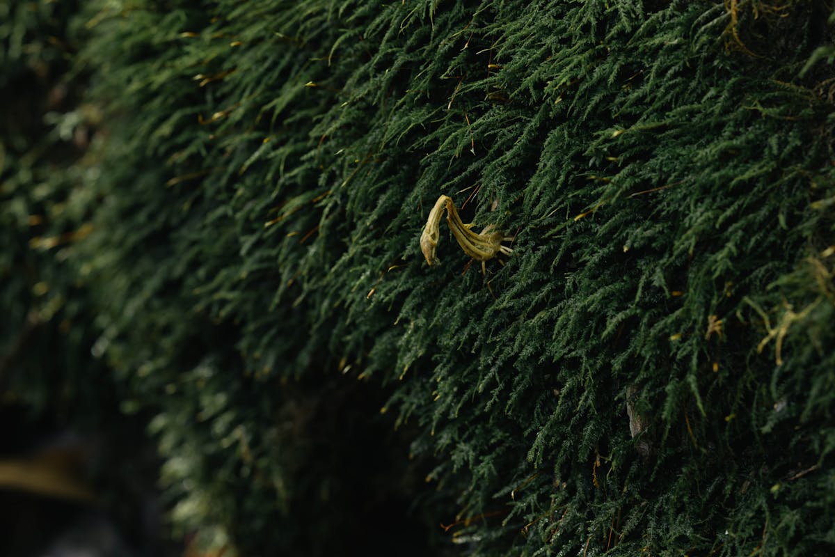 이끼 농장 4월 — 봄비와 함께 깨어나는 이끼들