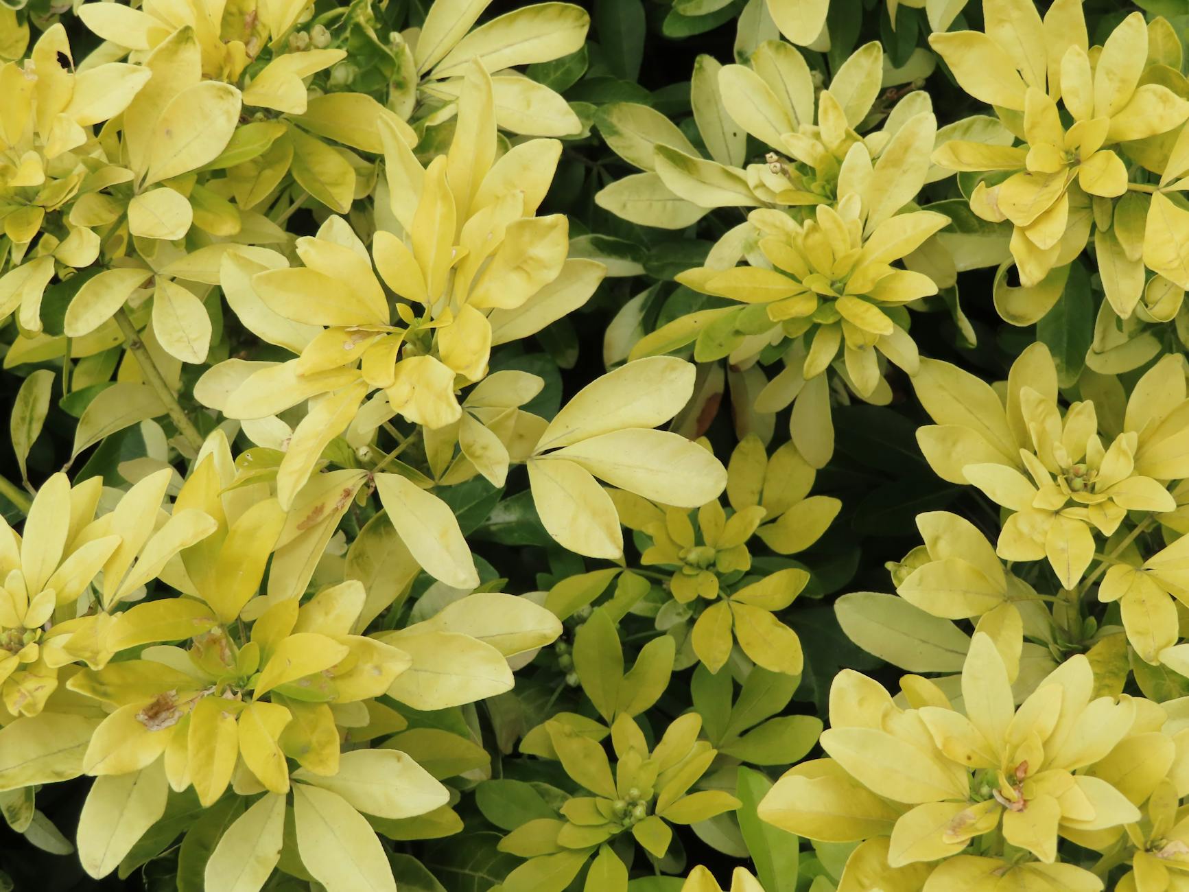 잎이 노랗게 변할 때? 5가지 원인과 해결법